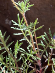 Gilia clivorum