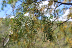 Bursera morelensis