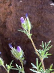 Gilia clivorum