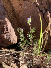 Gilia clivorum