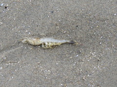 Crangon septemspinosa