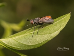 Beskia