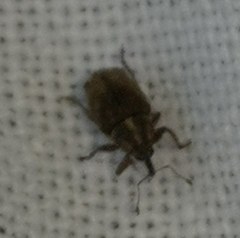 Trichosirocalus troglodytes