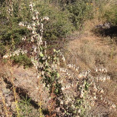 Brickellia secundiflora