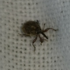 Trichosirocalus troglodytes