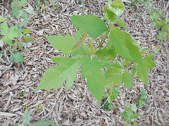 Toxicodendron radicans negundo