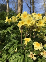 Primula × polyantha