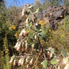 Brickellia secundiflora