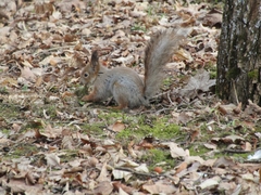 Sciurus vulgaris