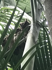Otus bakkamoena