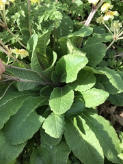 Primula × polyantha