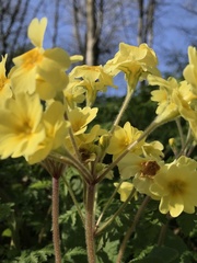 Primula × polyantha