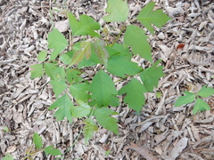 Toxicodendron radicans negundo