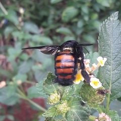 Xylocopa nigrocincta