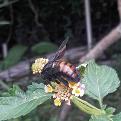 Xylocopa nigrocincta
