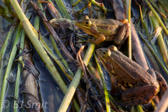 Albanian Water Frog photo 2