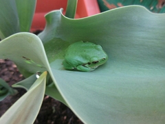 Hyla intermedia perrini