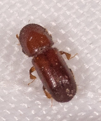 Xyleborus celsus
