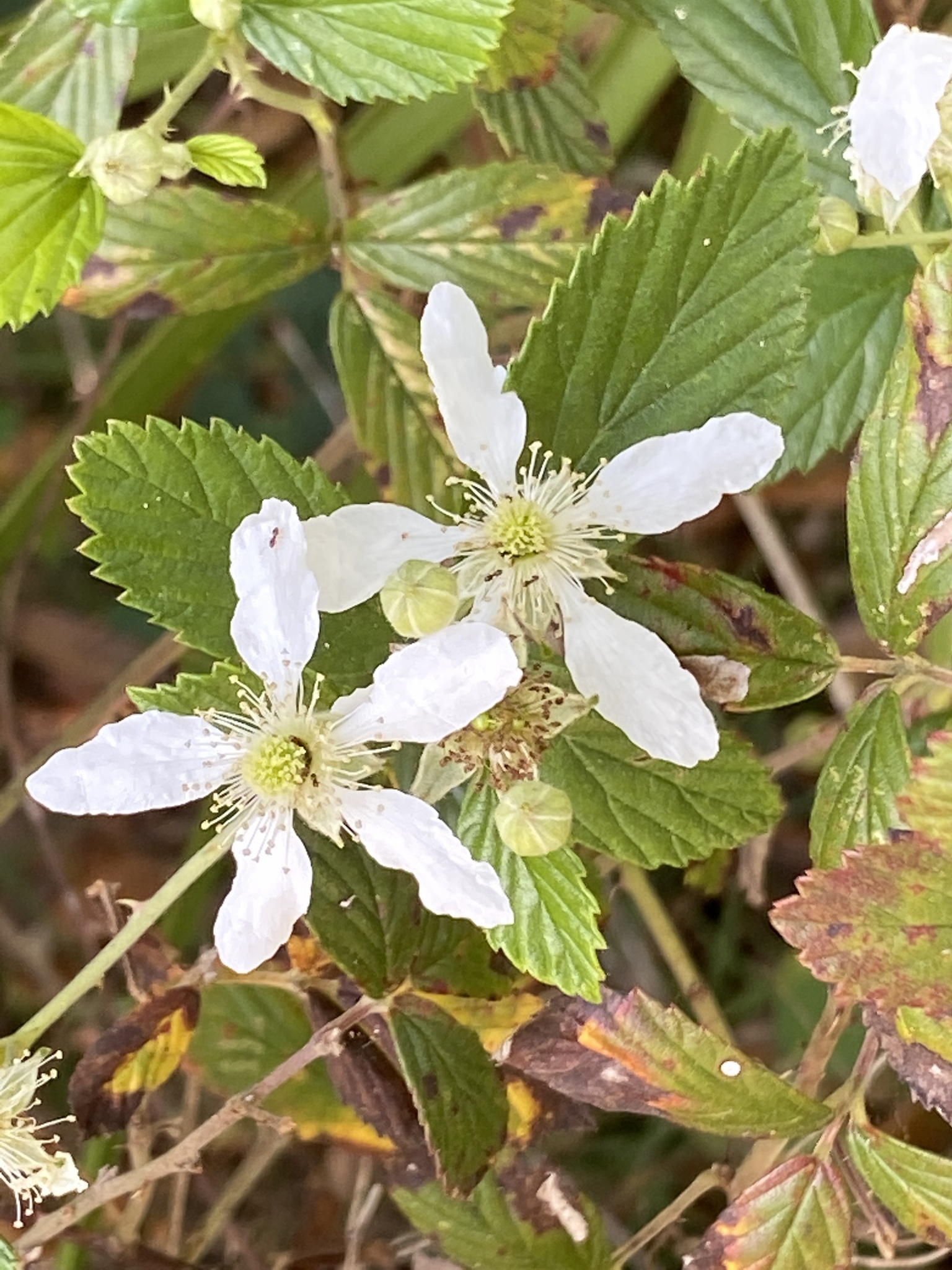 Rubus cuneifolius