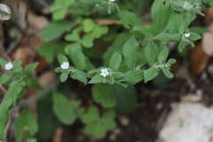 Lithospermum matamorense