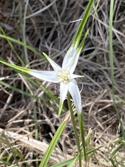 Rhynchospora colorata image