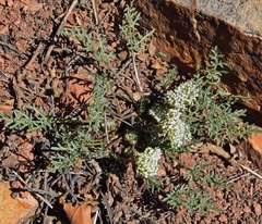 Cymopterus glomeratus