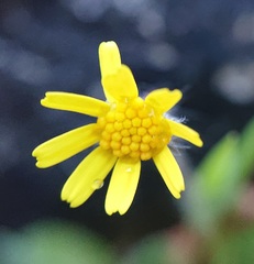 Jacobaea minuta
