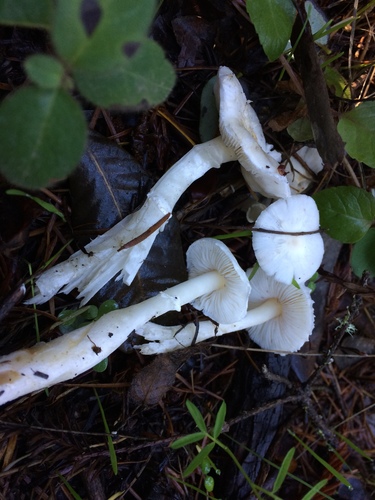 Lepiota sequoiarum image
