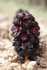 Bdallophytum americanum