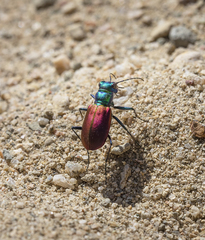 Cicindela scutellaris scutellaris