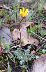 Jacobaea minuta