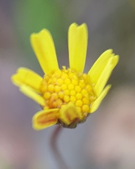 Jacobaea minuta