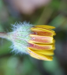 Jacobaea minuta
