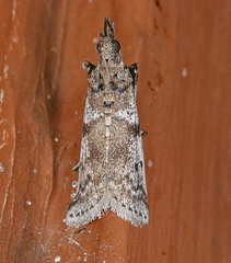 Amyelois transitella