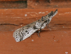 Amyelois transitella