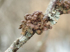 Tuckermanopsis sepincola