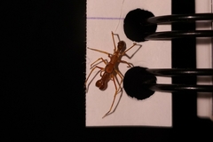 Myrmaplata plataleoides