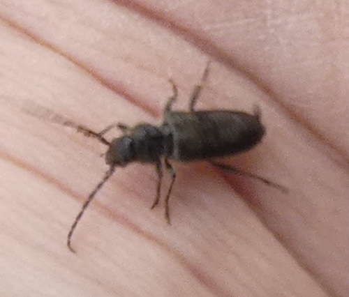 House Longhorn photo 5