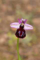 Ophrys ferrum-equinum