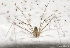 Physocyclus globosus