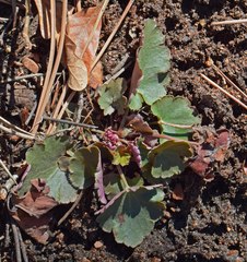 Heuchera parvifolia