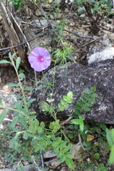 Ipomoea ternifolia