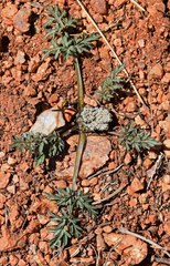 Cymopterus glomeratus