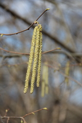 Corylus maxima