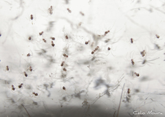 Physocyclus globosus