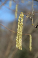Corylus maxima
