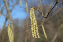Corylus maxima