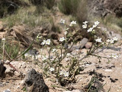 Pholistoma membranaceum