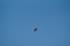 Tachycineta albilinea