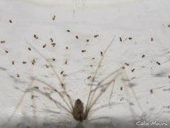 Physocyclus globosus